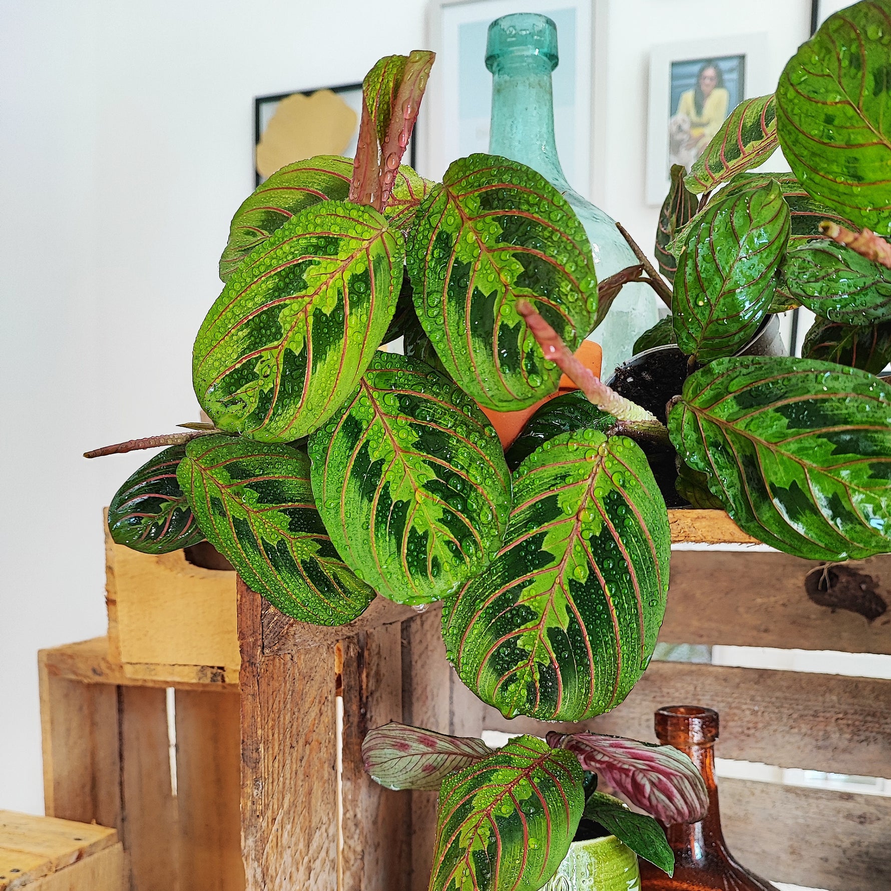 red stripe prayer plant Maranta Red Stripe – Bright red veins – Monjungle