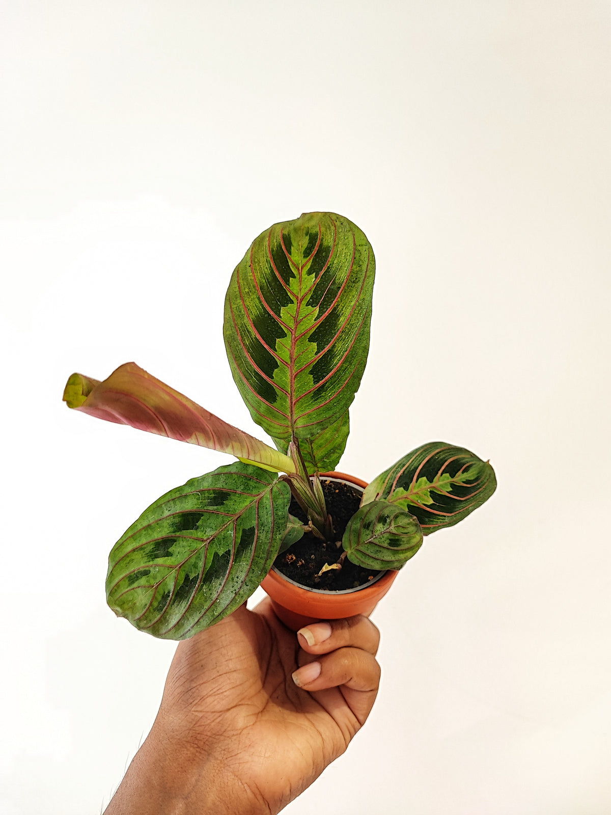 Maranta leuconeura RED STRIPE monjungle