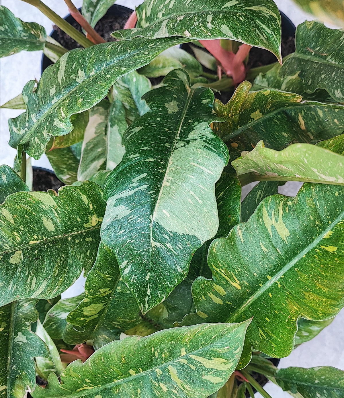 Philodendron RING OF FIRE S monjungle