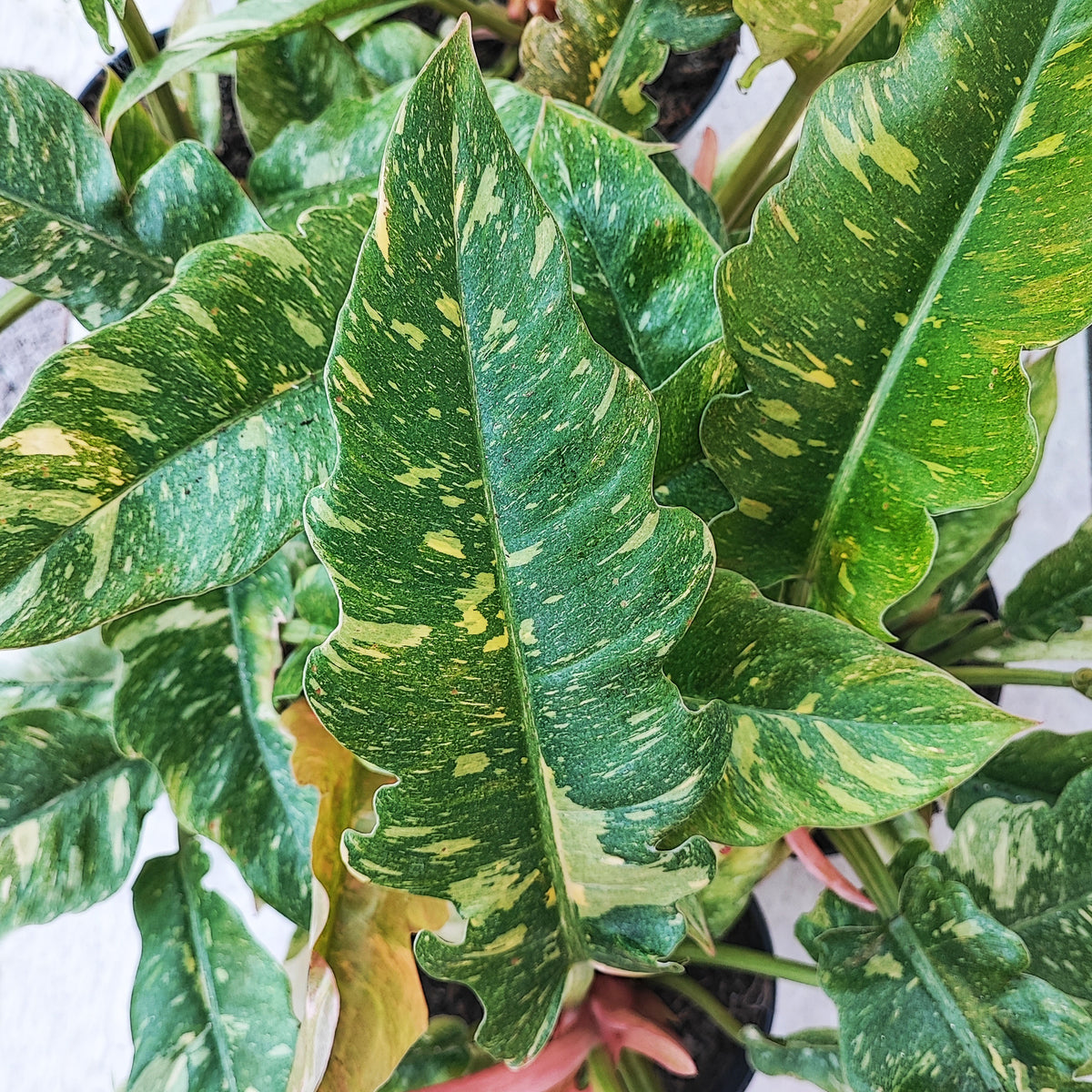 Philodendron RING OF FIRE S monjungle