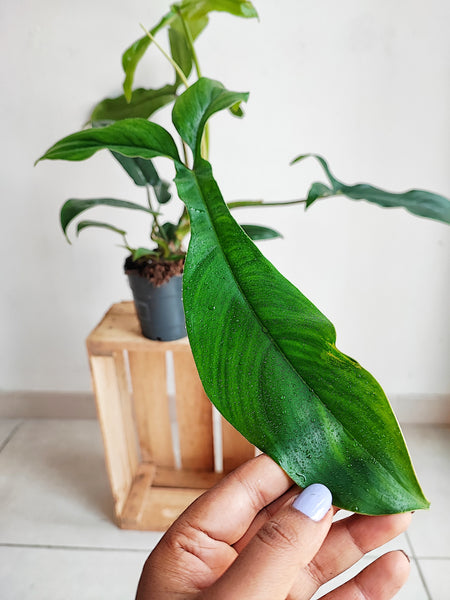 Philodendron 'Bette Waterbury' 69686 - monjungle