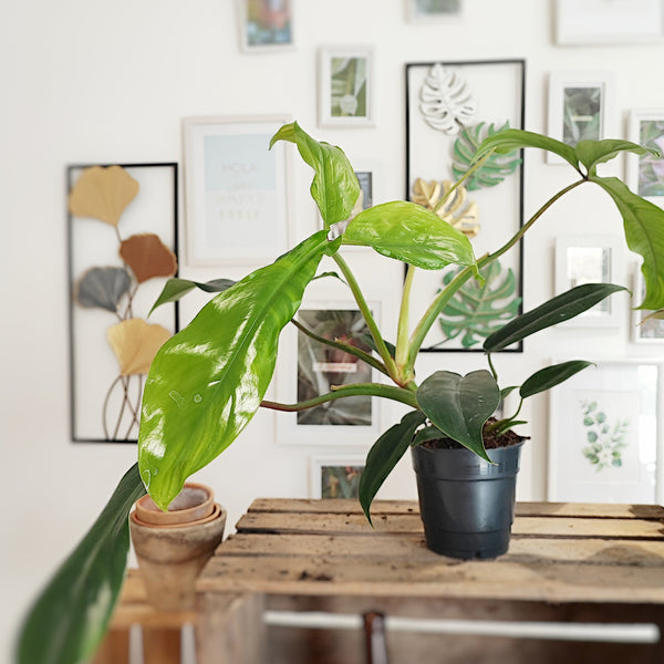 Philodendron 'Bette Waterbury' 69686