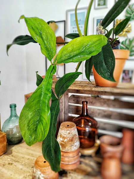 Philodendron 'Bette Waterbury' 69686 - monjungle