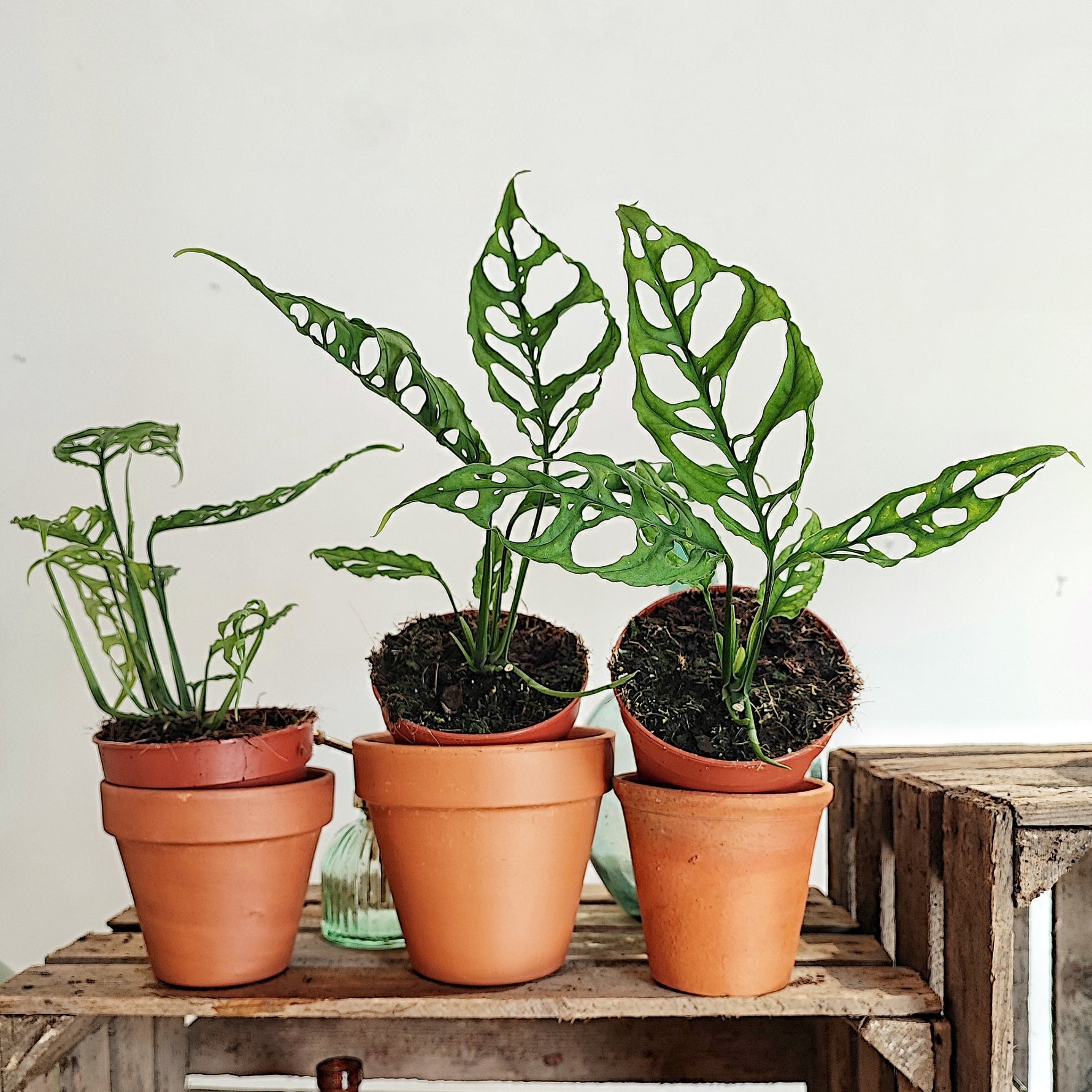monsters peru Monstera Obliqua Peru – Ultra perforated – Monjungle
