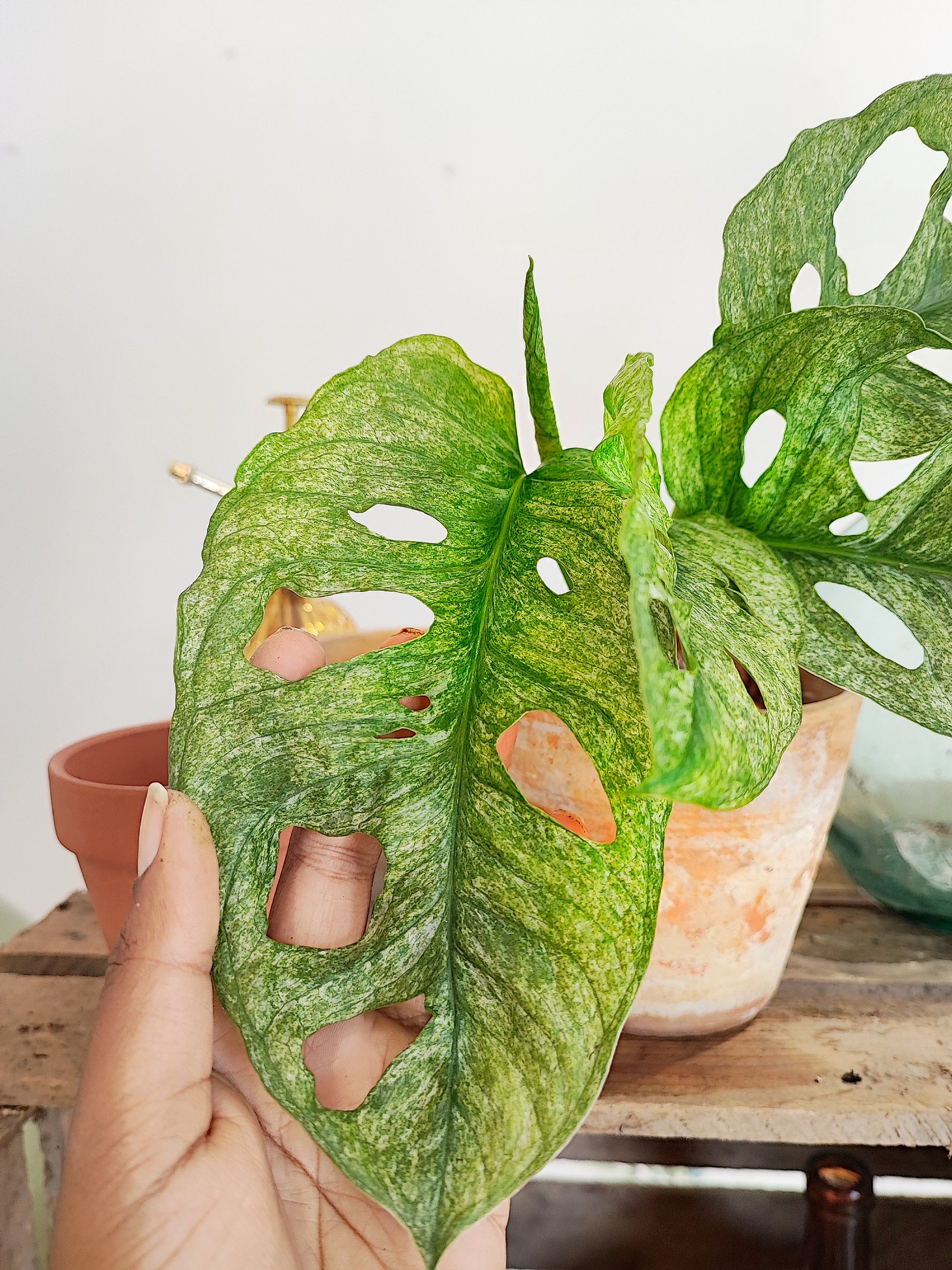 monstera adansonii mint virus Monstera Adansonii Mint – Airy mint foliage – Monjungle