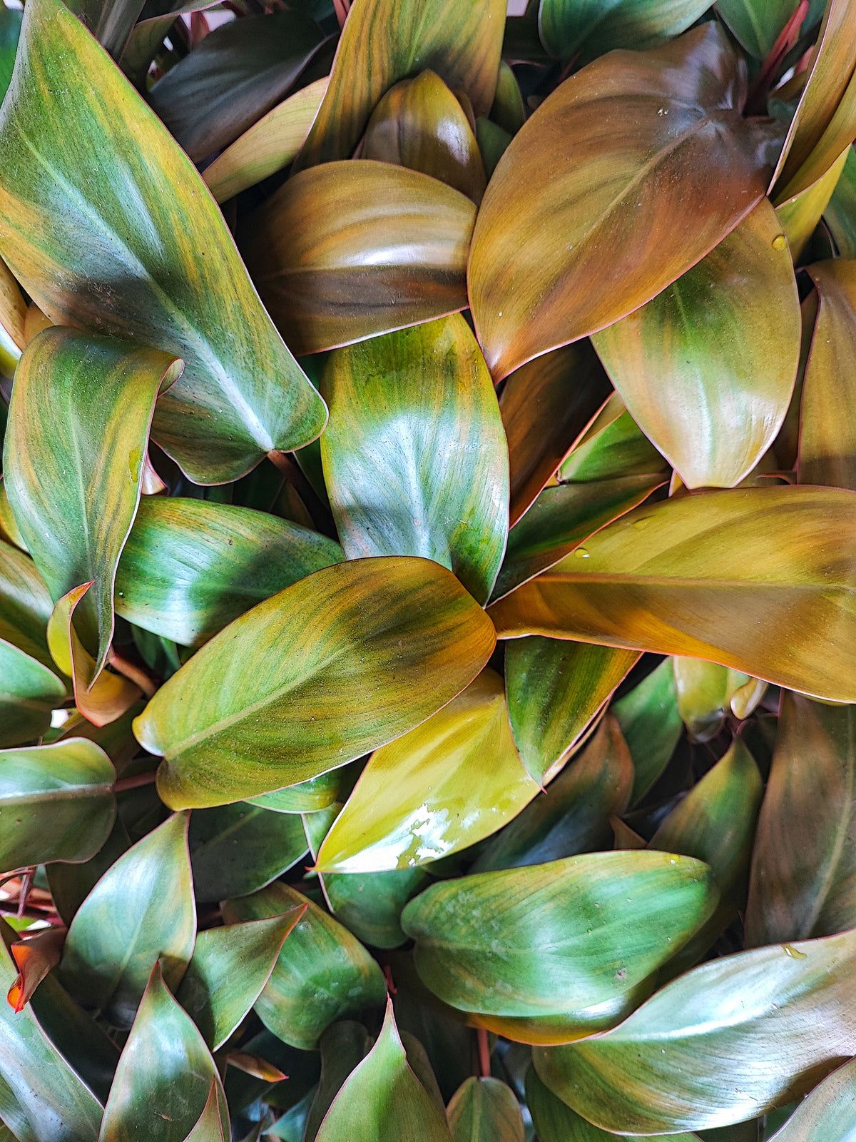 Philodendron Florida Bronze monjungle