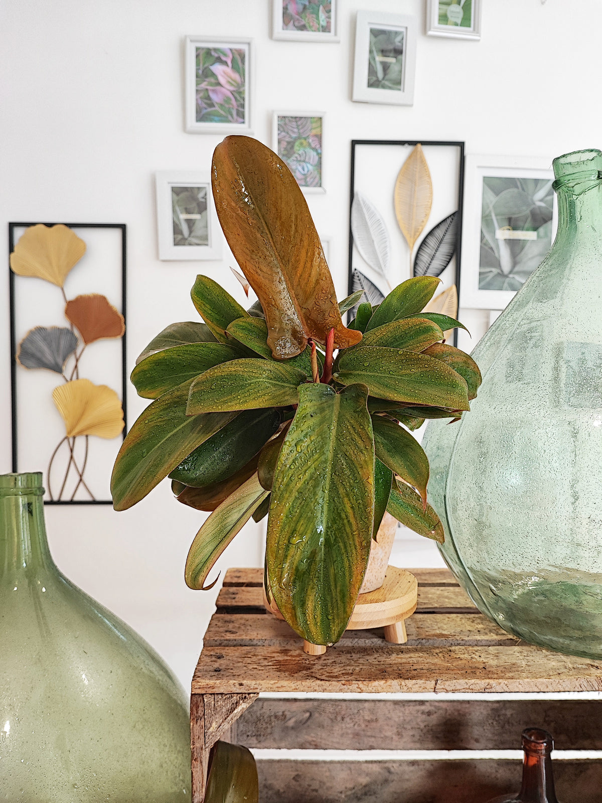 Philodendron Florida Bronze monjungle