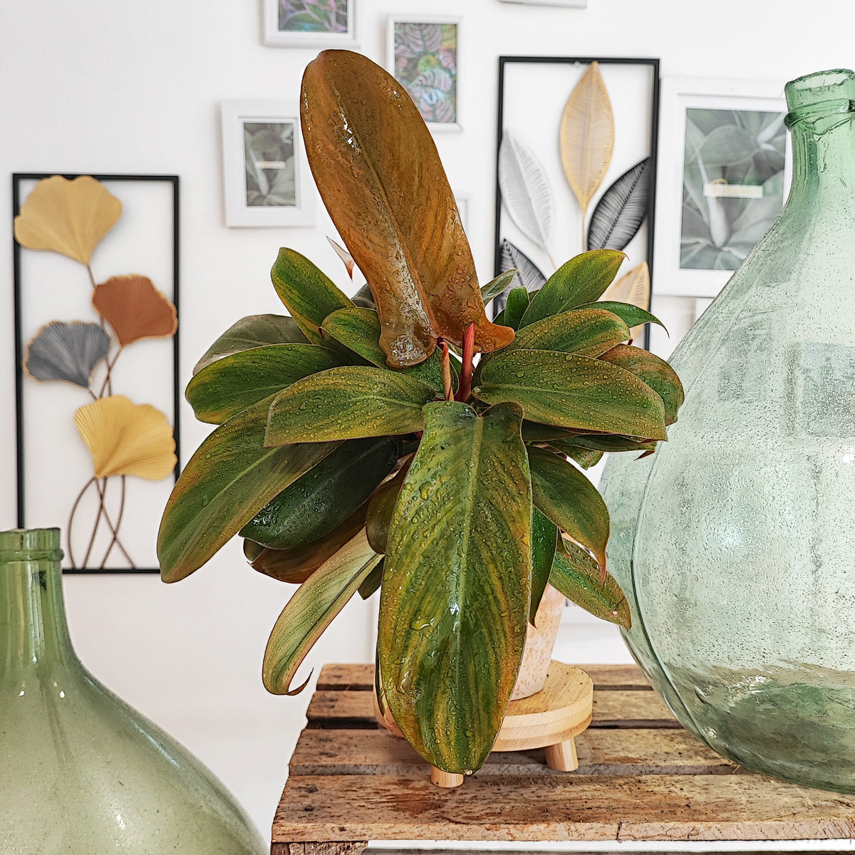 Philodendron Florida Bronze monjungle