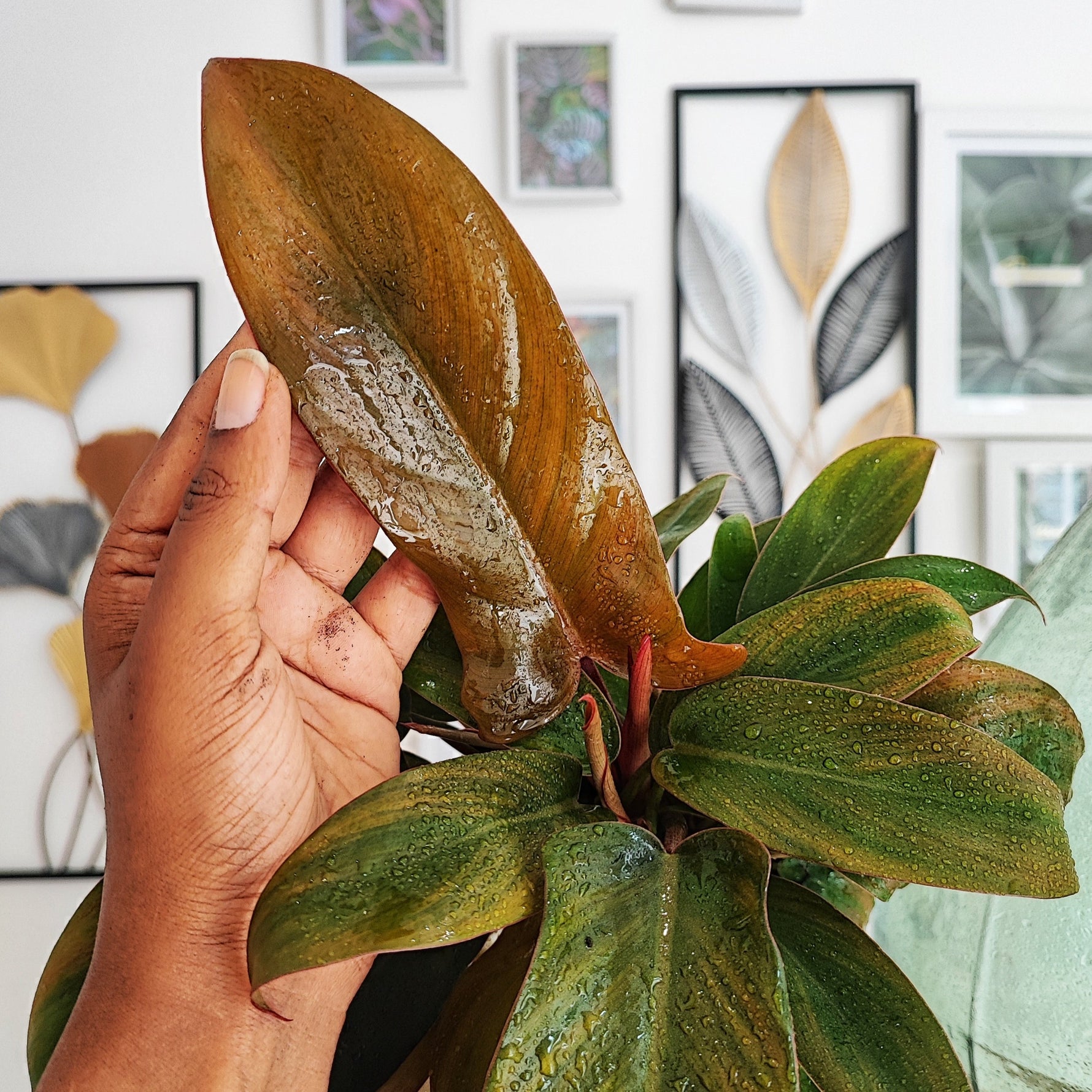philodendron bronze Florida Bronze – Decorative copper reflections – Monjungle