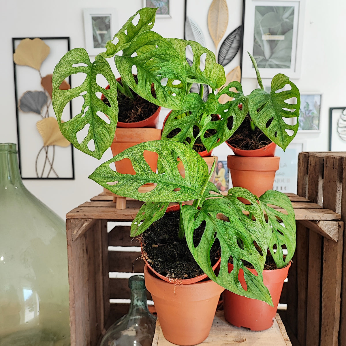 Monstera Adansonii Leichtlinii Indonesian Mint S monjungle