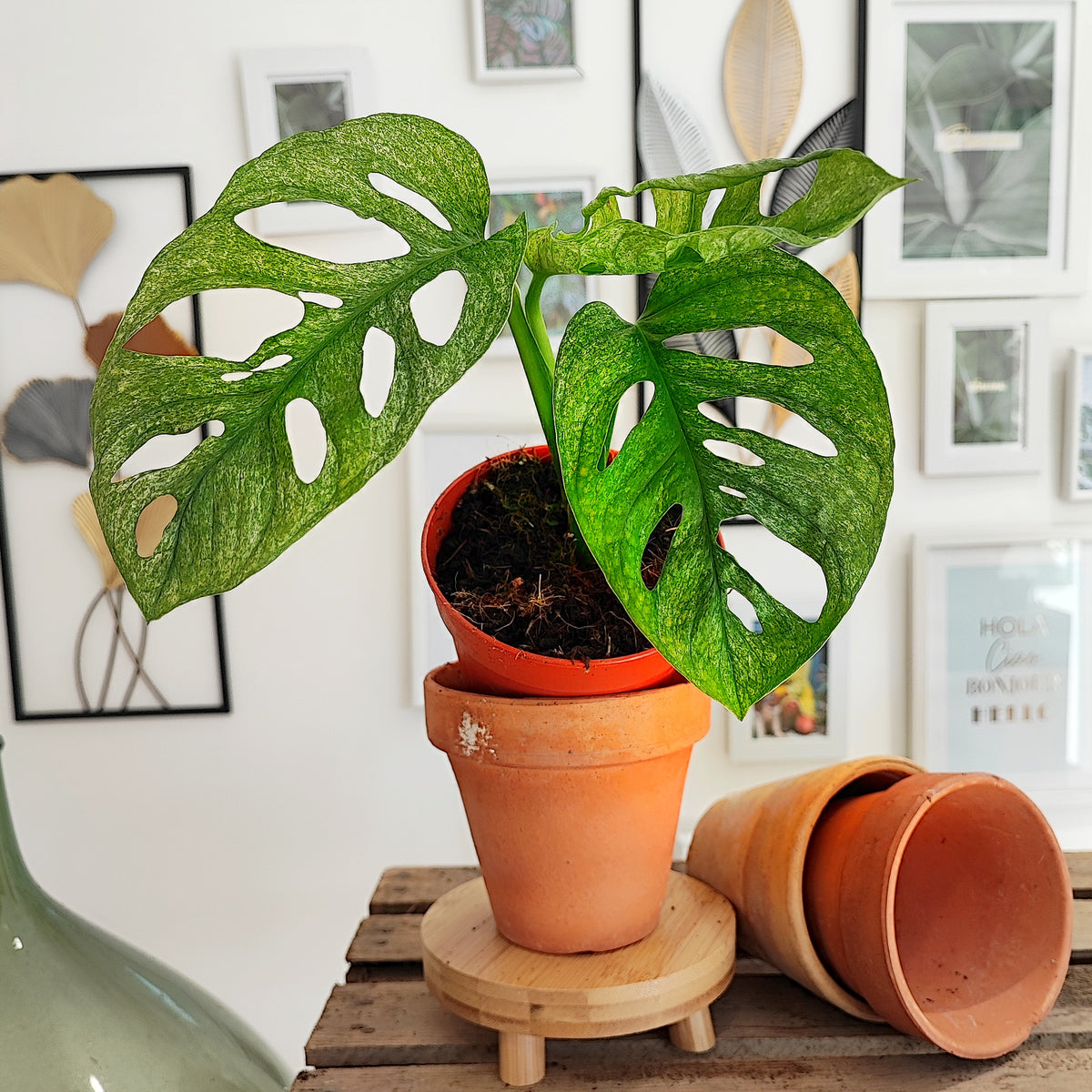 Monstera Adansonii Leichtlinii Indonesian Mint S monjungle