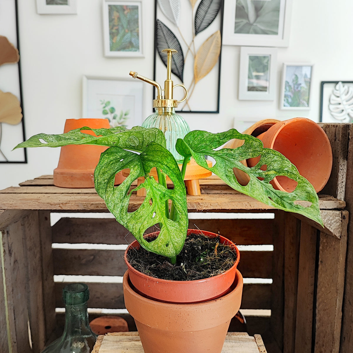 Monstera Adansonii Leichtlinii Indonesian Mint S monjungle