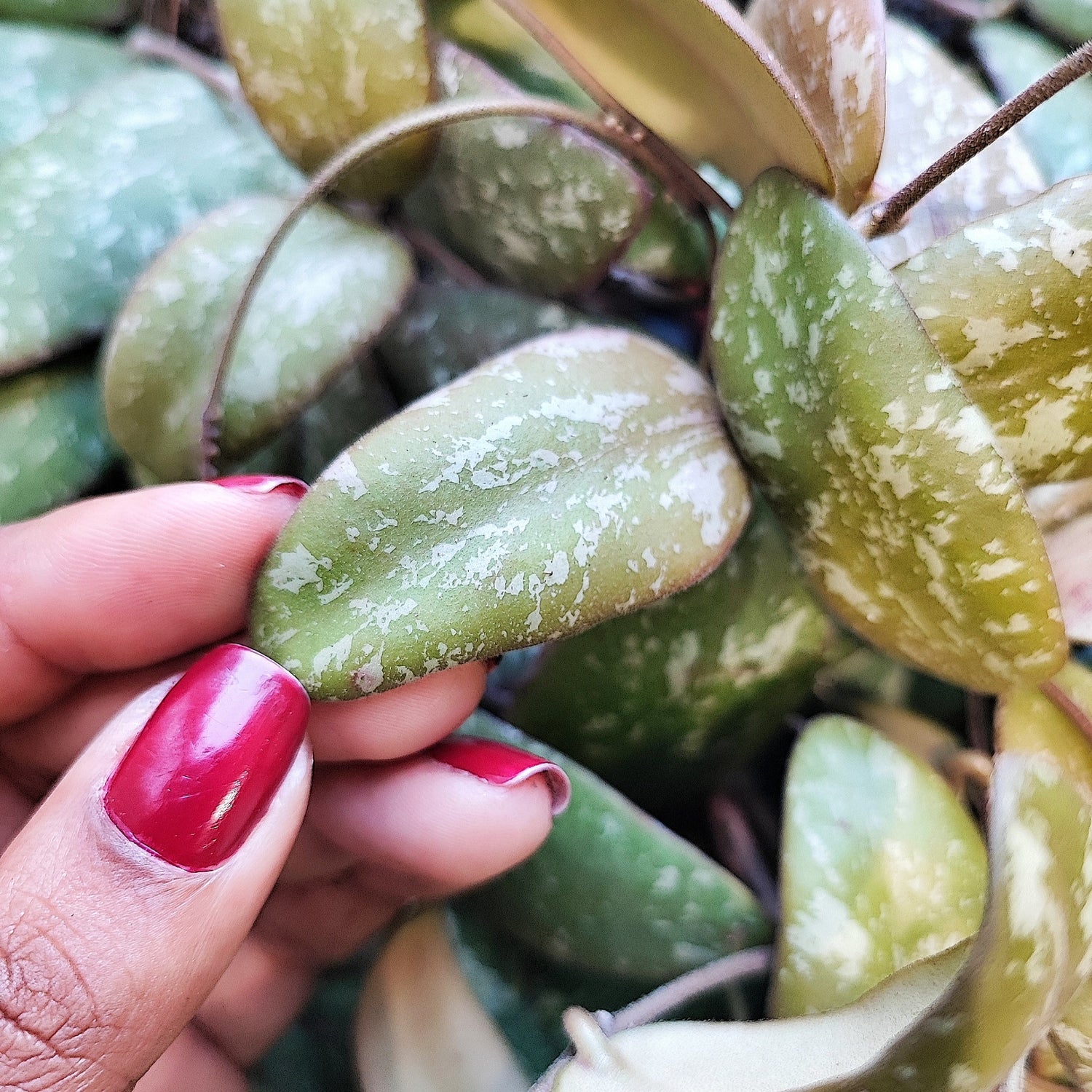 Hoya Ah100- Sigillatis Sp Round Leaves, Deux Boutures - monjungle