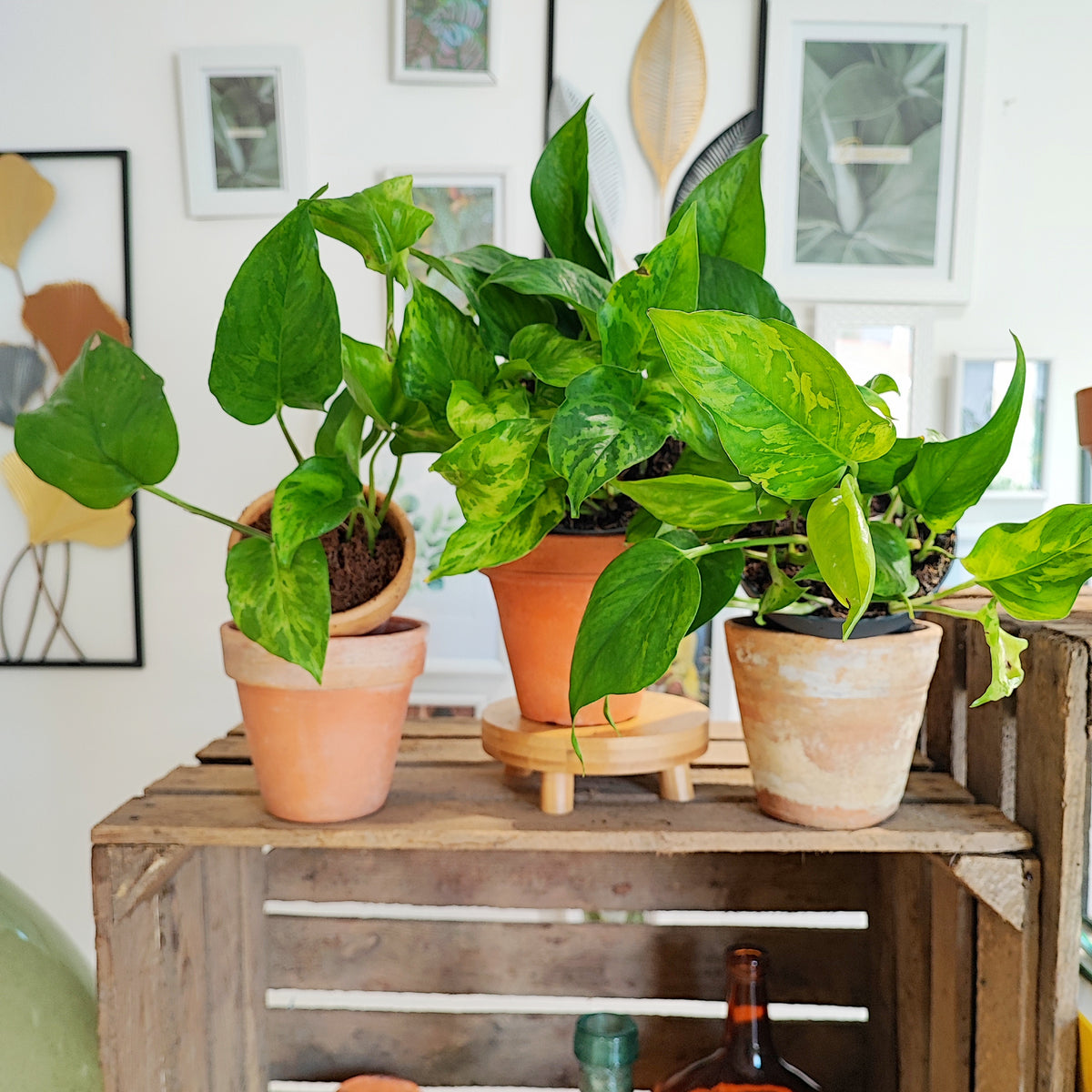 Epipremnum Aureum Marble Green monjungle