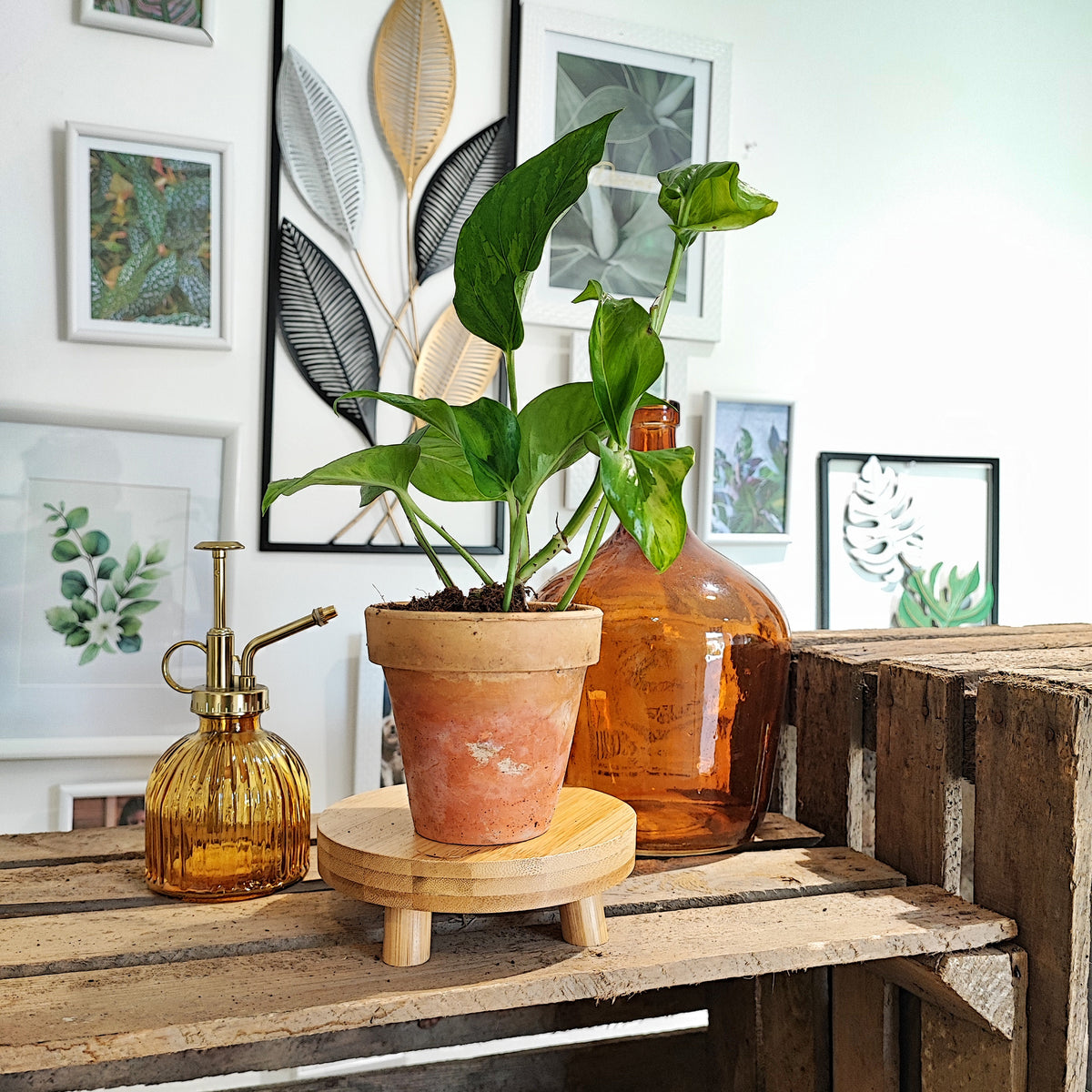Epipremnum Aureum Marble Green monjungle