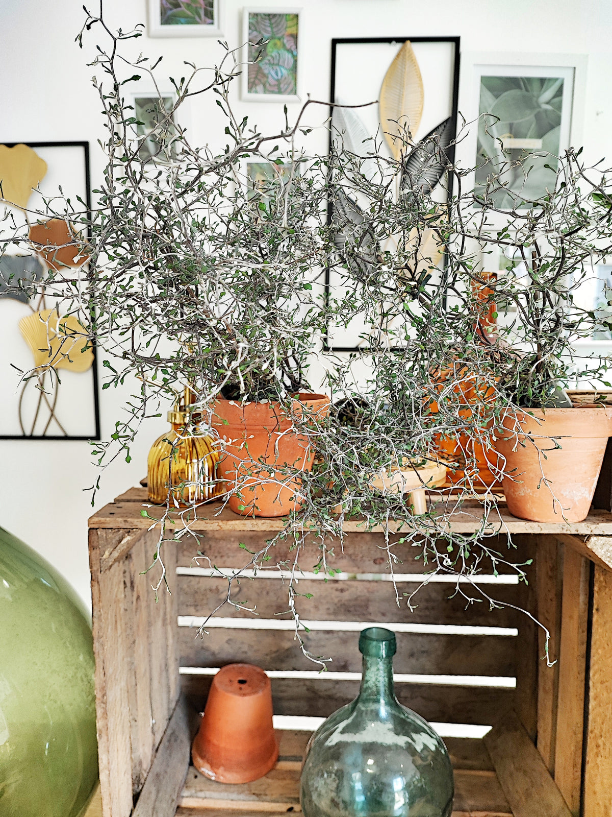 Corokia cotoneaster Koriko monjungle