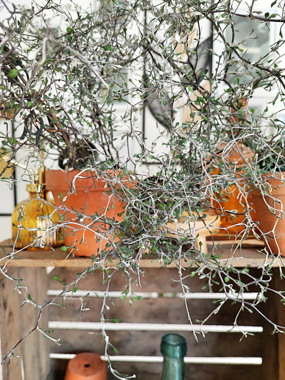 Corokia cotoneaster Koriko monjungle