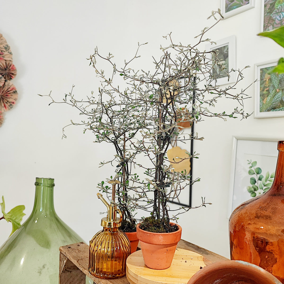 Corokia cotoneaster Koriko monjungle