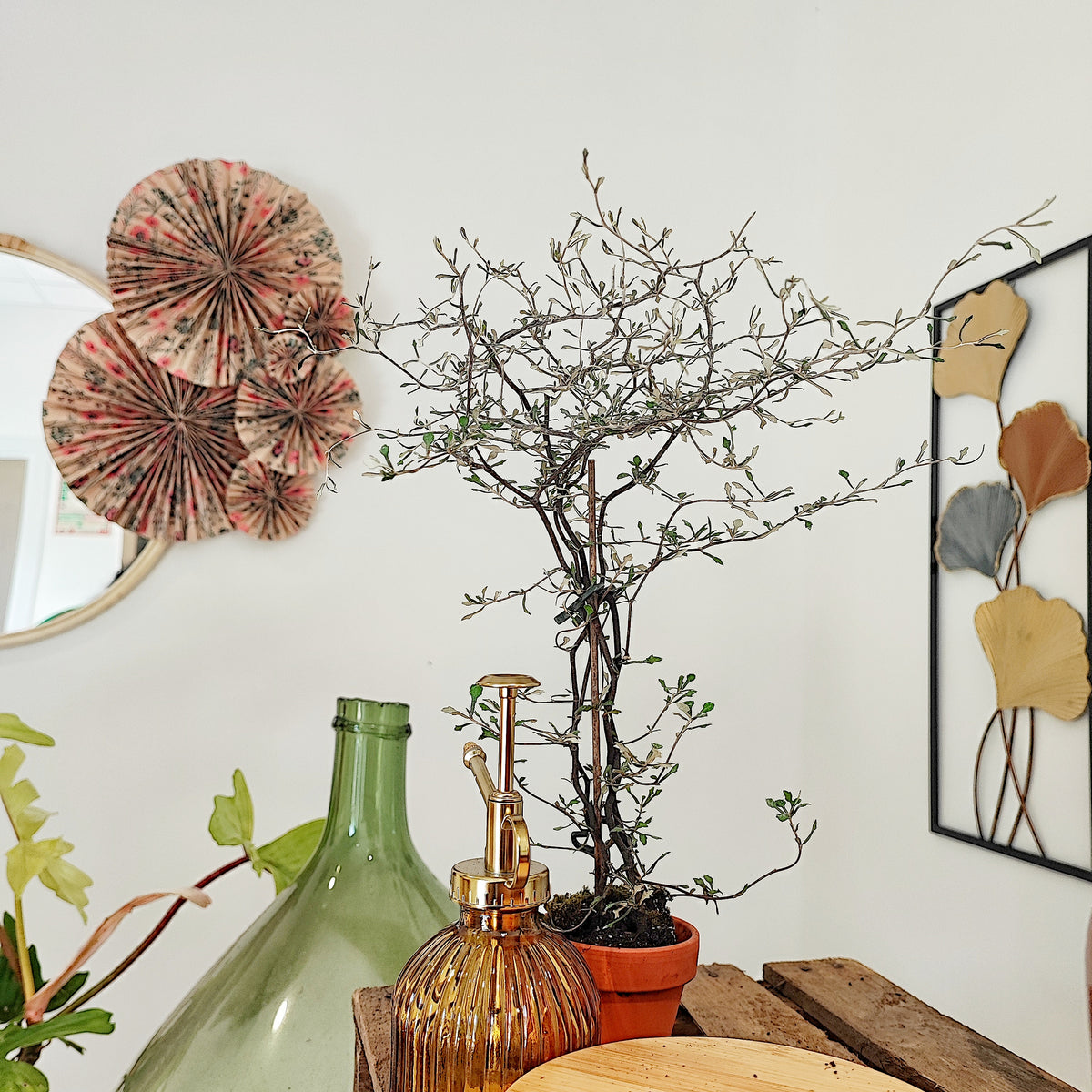 Corokia cotoneaster Koriko monjungle