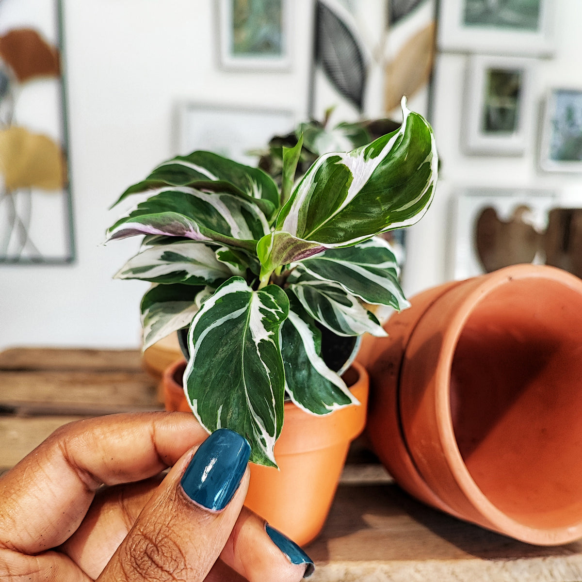 Calathea WHITE MIRACLE et pas une white fusion monjungle