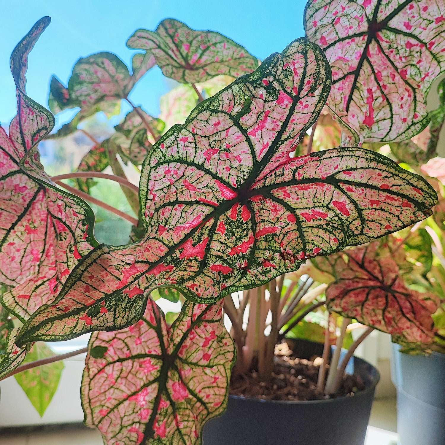 Caladium Splash of Wine (L), plant with pink leaves