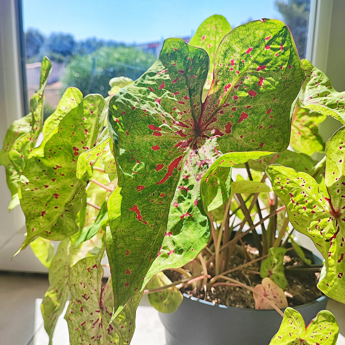 Caladium Miss Muffet monjungle
