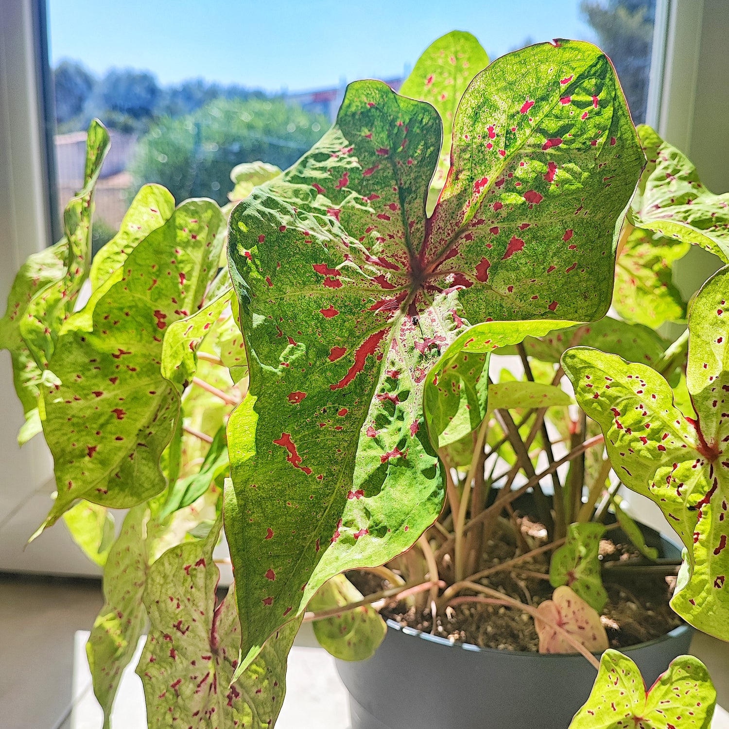 Caladium Miss Muffet (L), plant with fuzzy leaves