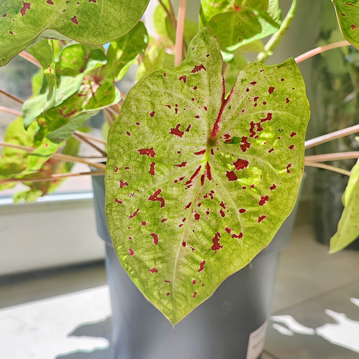 Caladium Miss Muffet monjungle