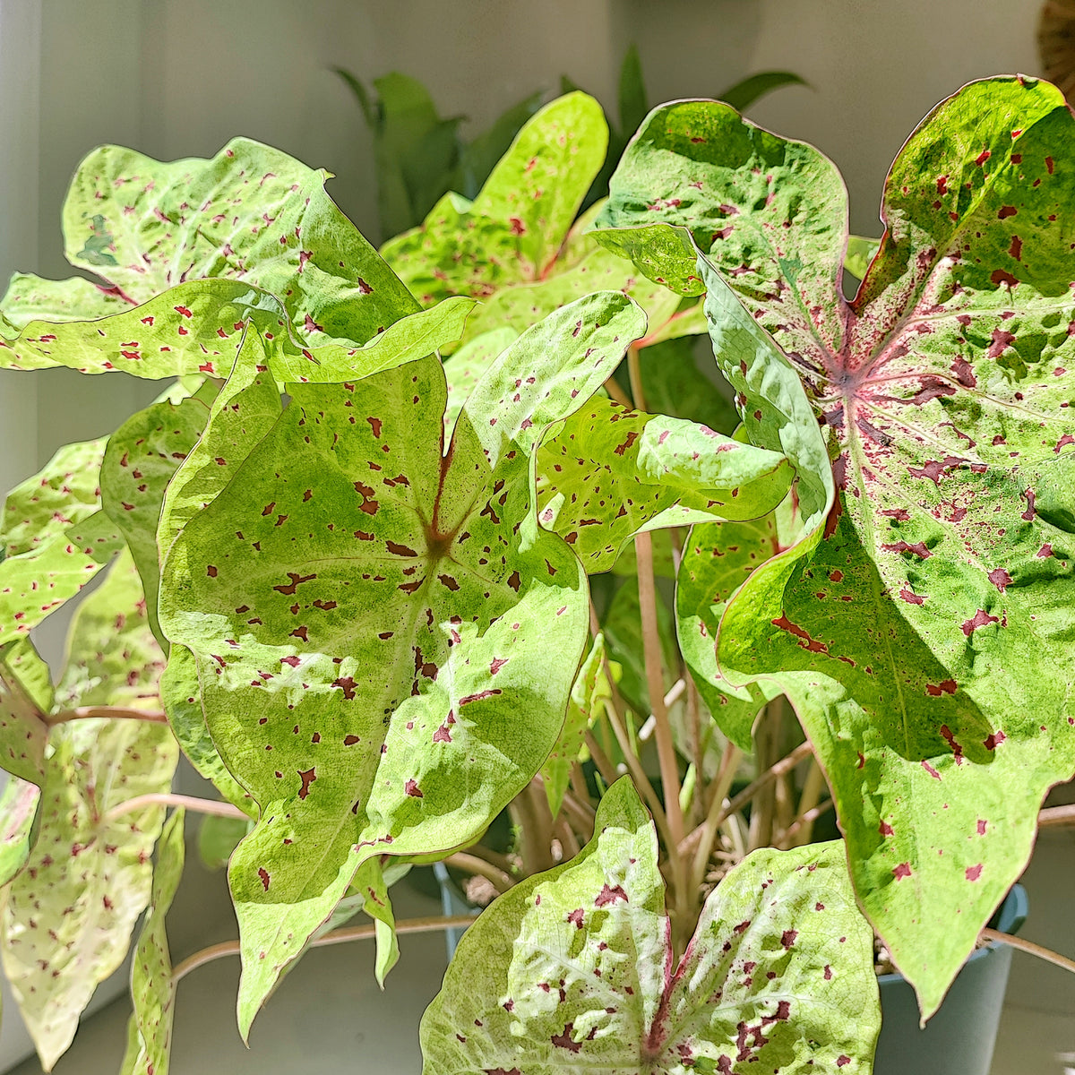 Caladium Miss Muffet monjungle