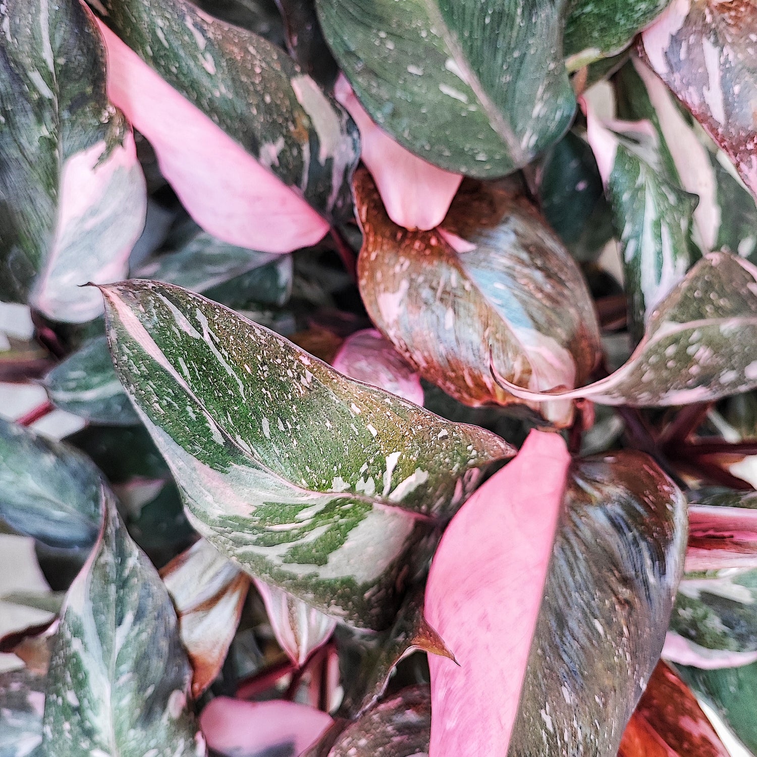 Philodendron Pink Princess MARBLE with very splash leaves
