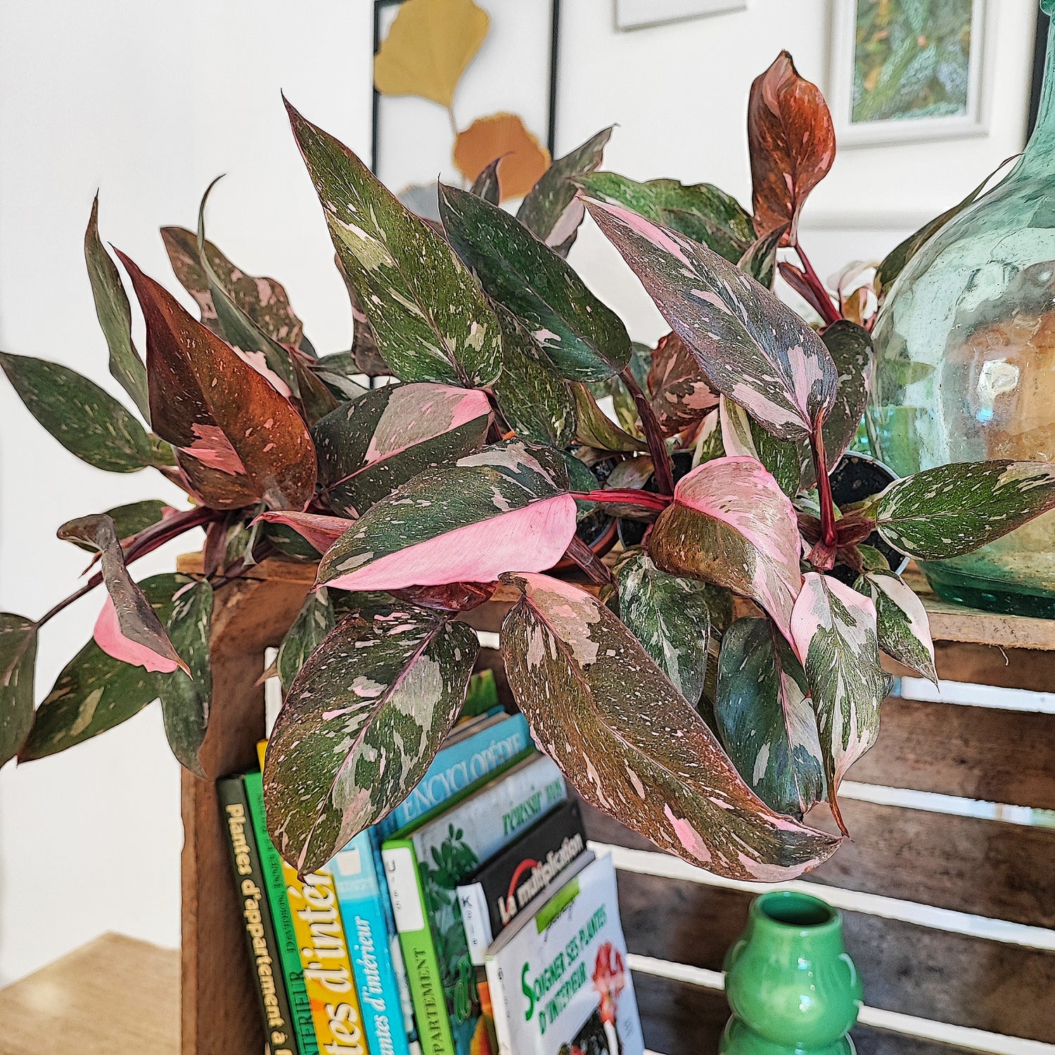 Philodendron Pink Princess MARBLE with very splash leaves
