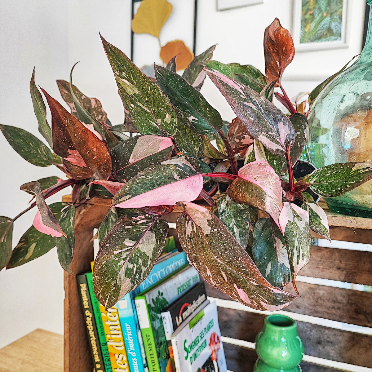 Philodendron Pink Princess MARBLE monjungle