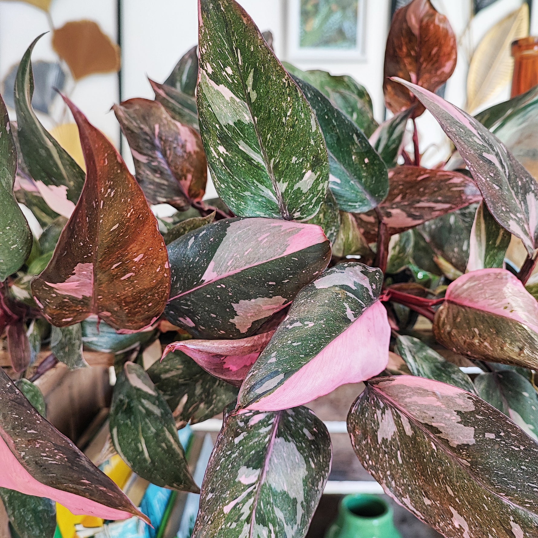 marble pink princess philodendron Pink Princess Marble – Intense marbling – Monjungle