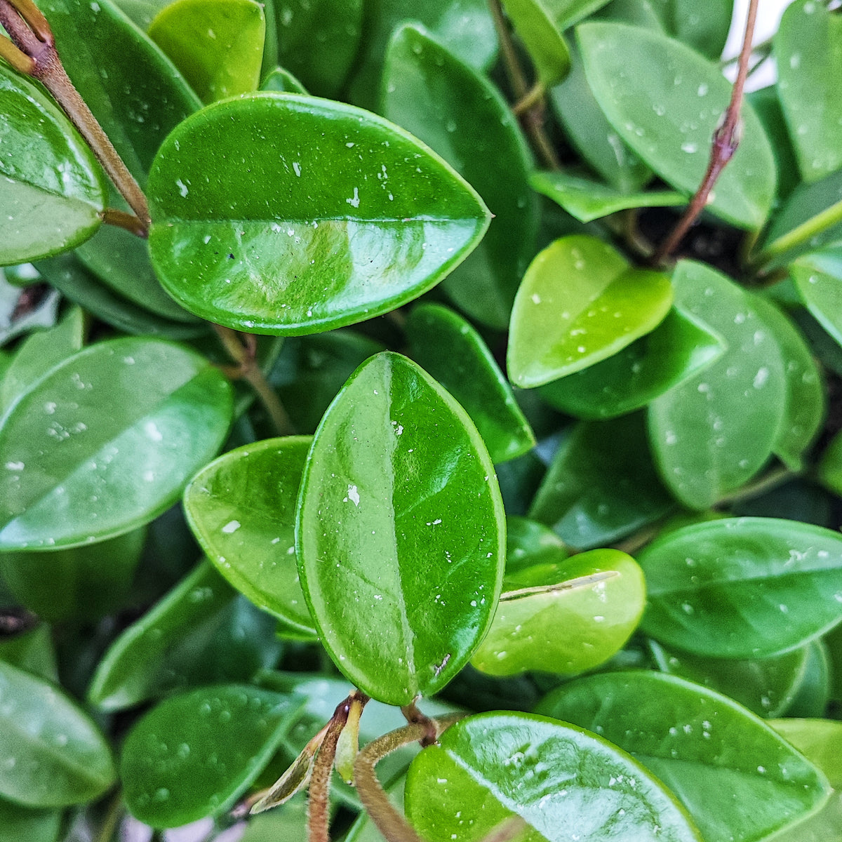 Hoya cv chouke monjungle
