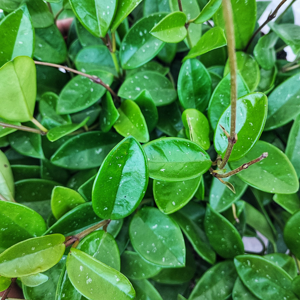 Hoya cv chouke monjungle