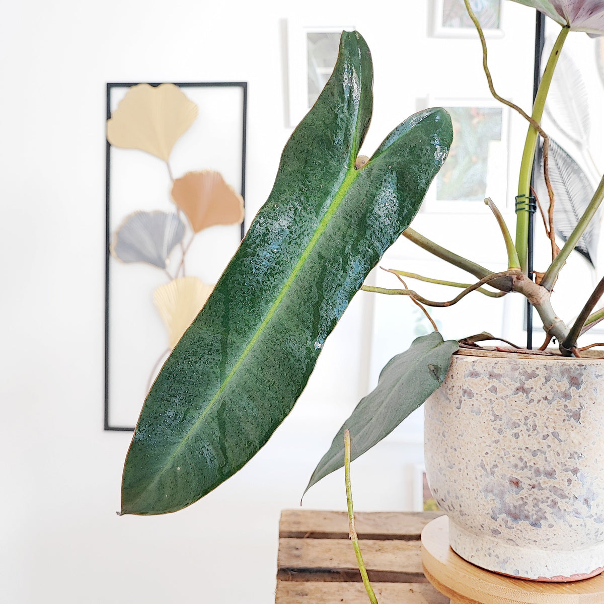 Philodendron Atabapoense L monjungle