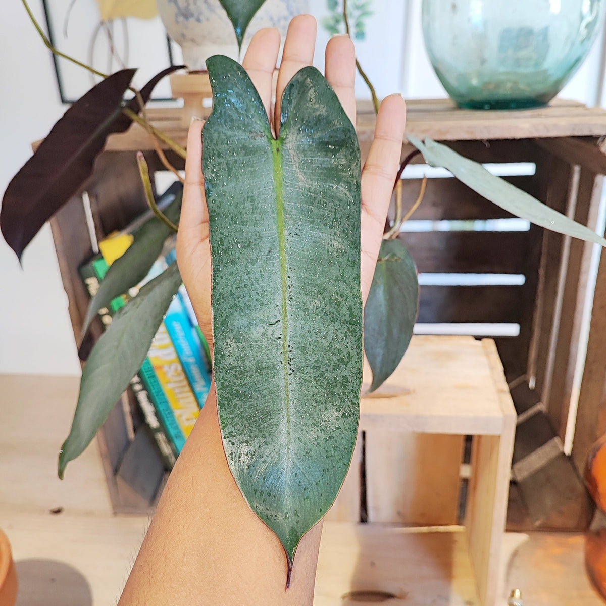 Philodendron Atabapoense L monjungle