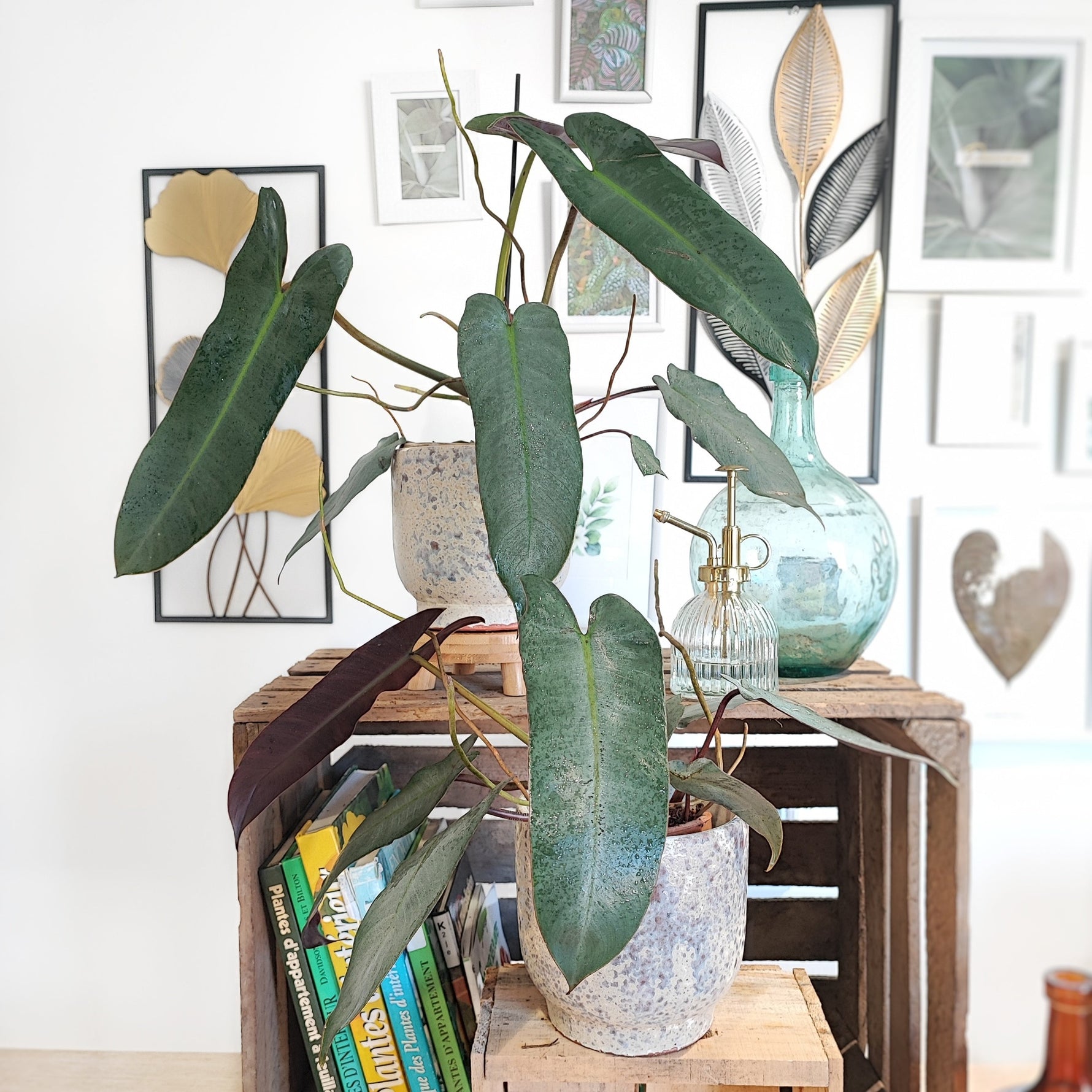 philodendron atabapoense silver Philodendron Atabapoense – Elongated leaves – Monjungle