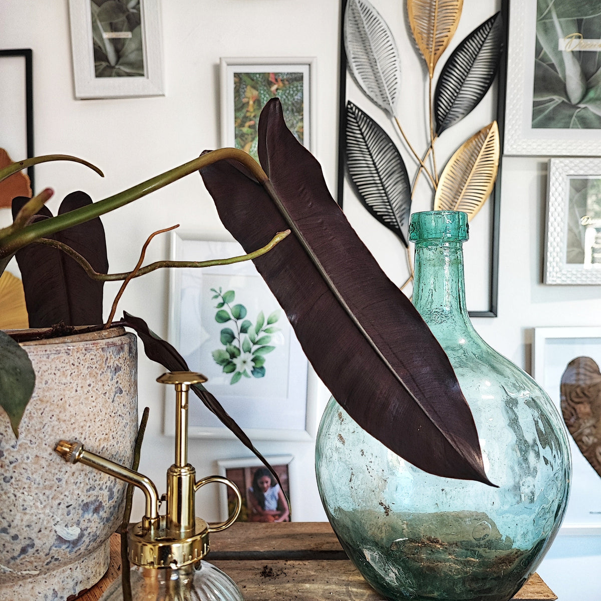 Philodendron Atabapoense L monjungle