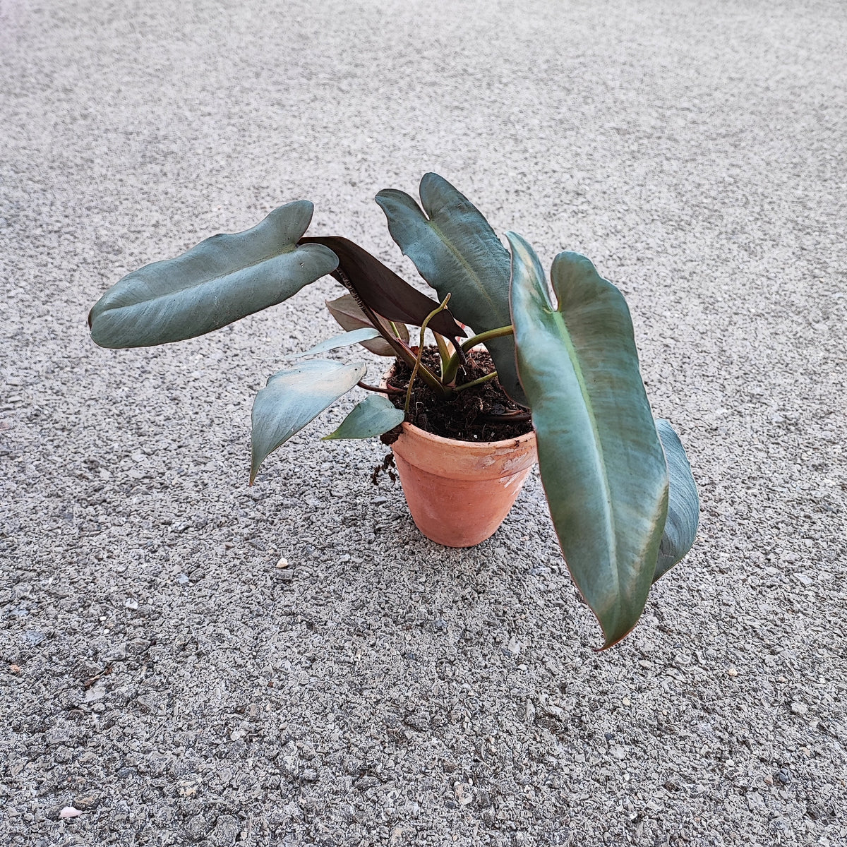 Philodendron Atabapoense L monjungle