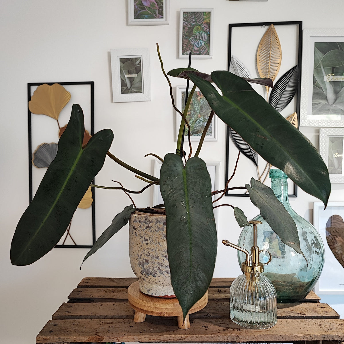 Philodendron Atabapoense L monjungle