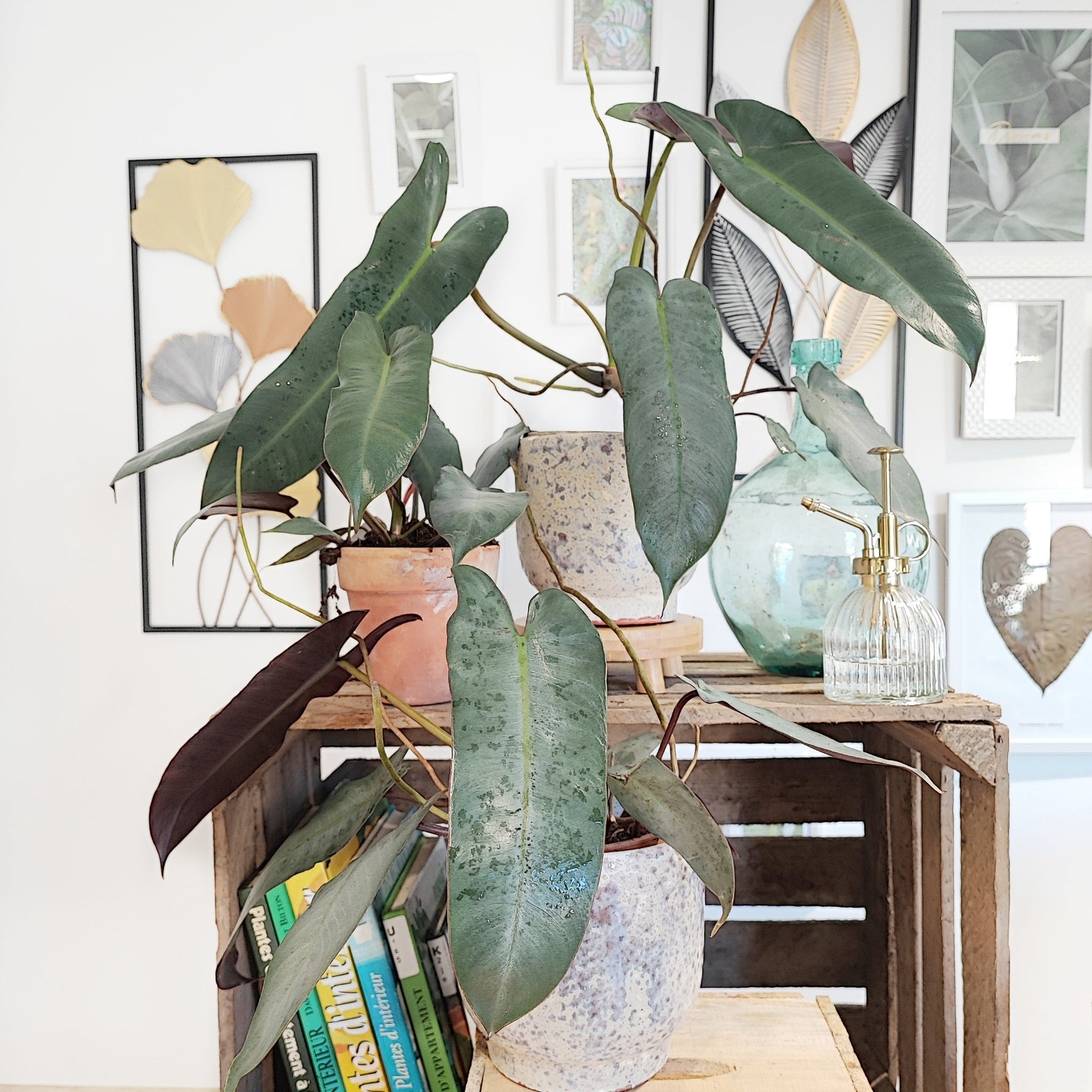 philodendron l Philodendron Atabapoense – Elongated leaves – Monjungle