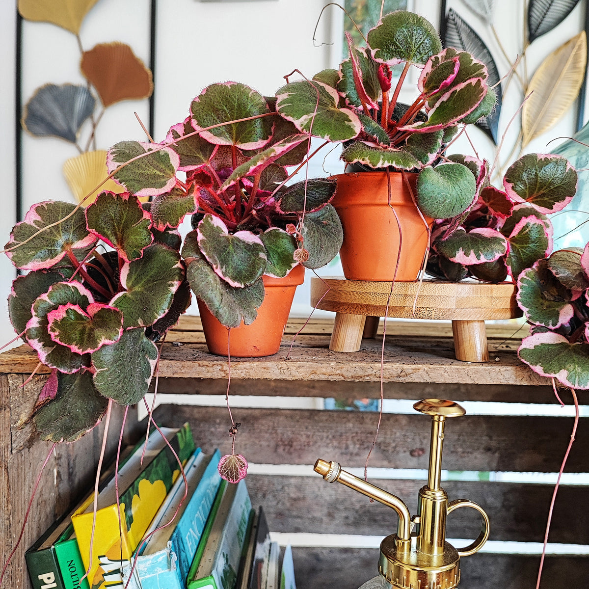 Saxifraga Tricolor- Très belle plante d'intérieur panachée rose monjungle