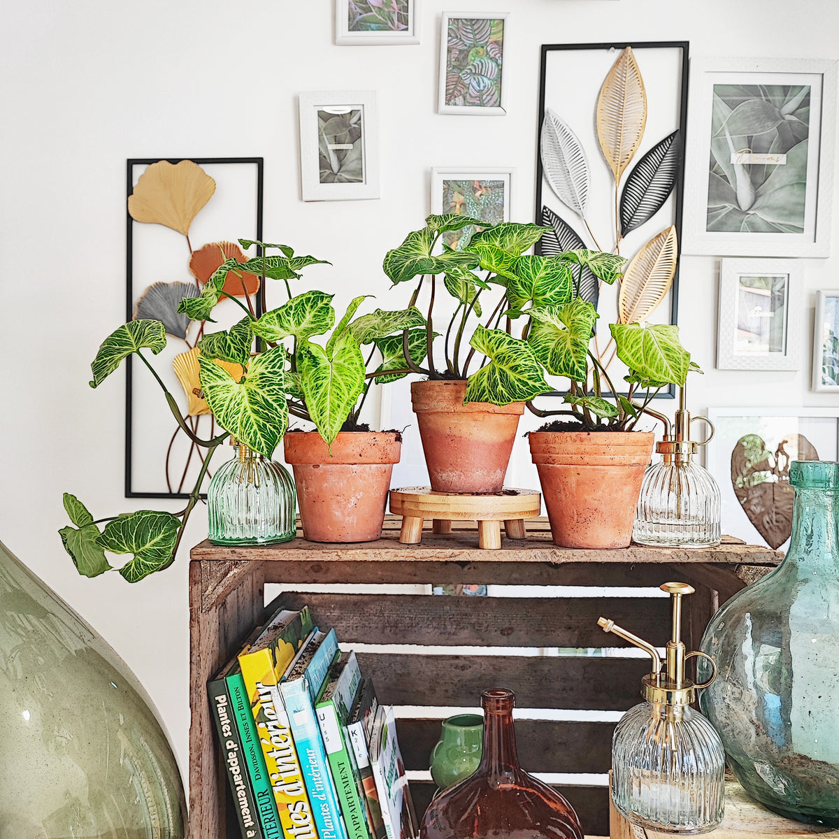 Syngonium BATIK, bouture de 3/4 feuilles monjungle