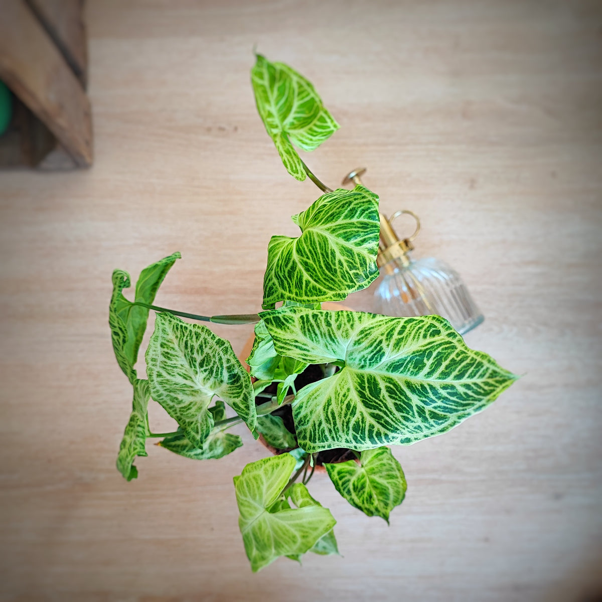 Syngonium BATIK, bouture de 3/4 feuilles monjungle