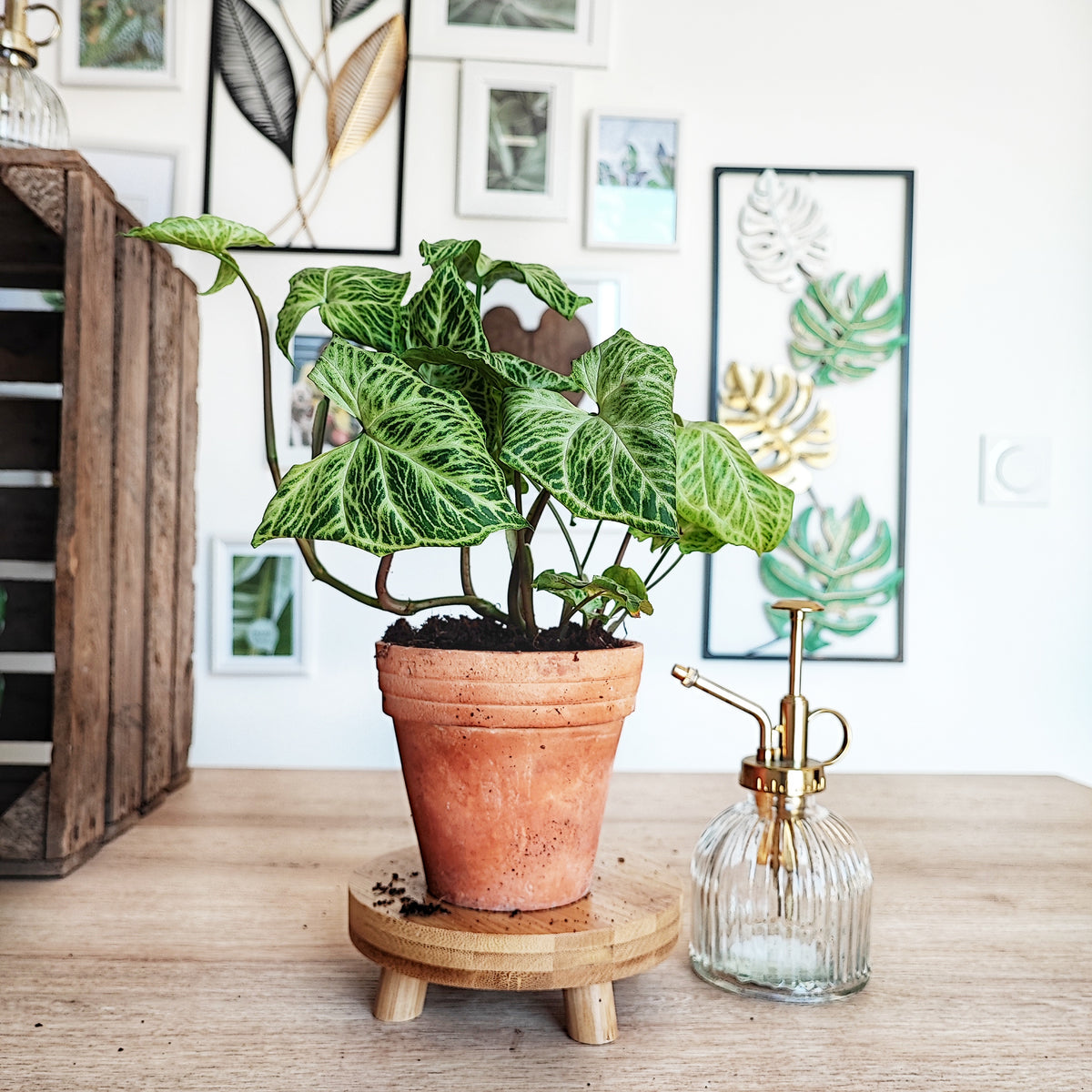 Syngonium BATIK, bouture de 3/4 feuilles monjungle