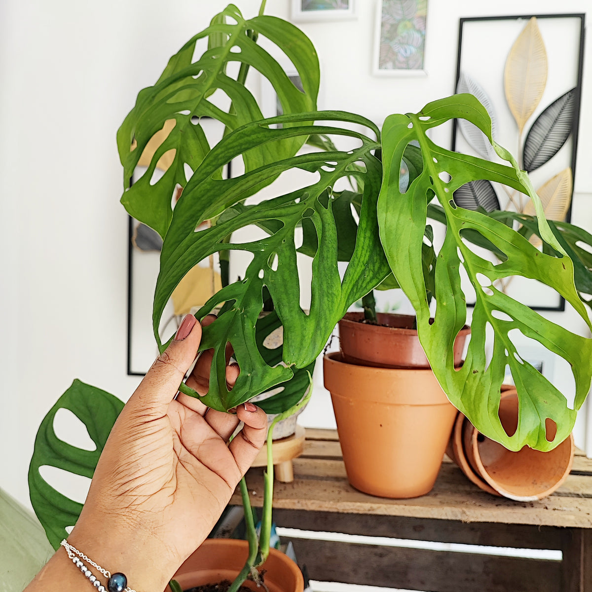 Monstera esqueleto XL bouture monjungle