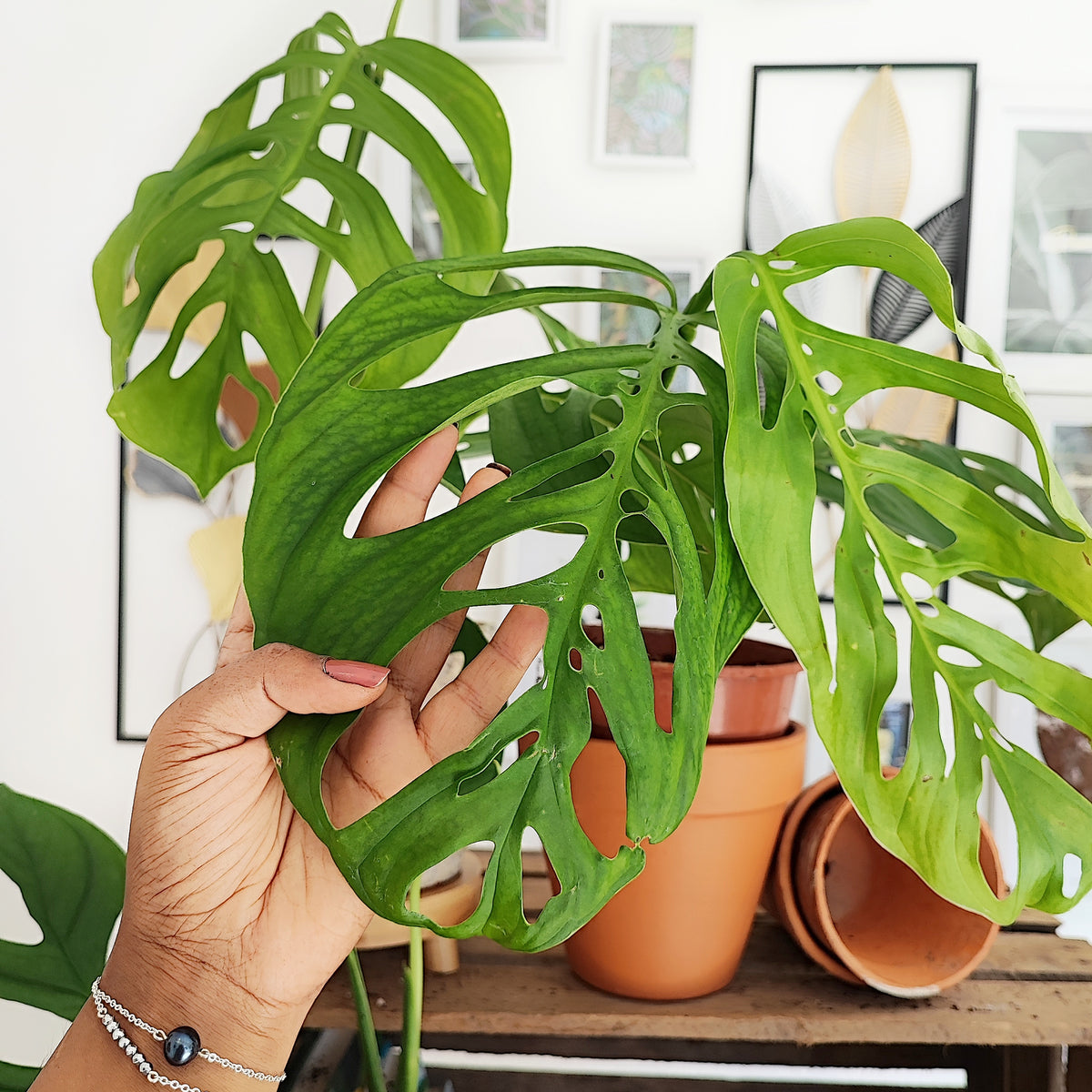 Monstera esqueleto XL bouture monjungle