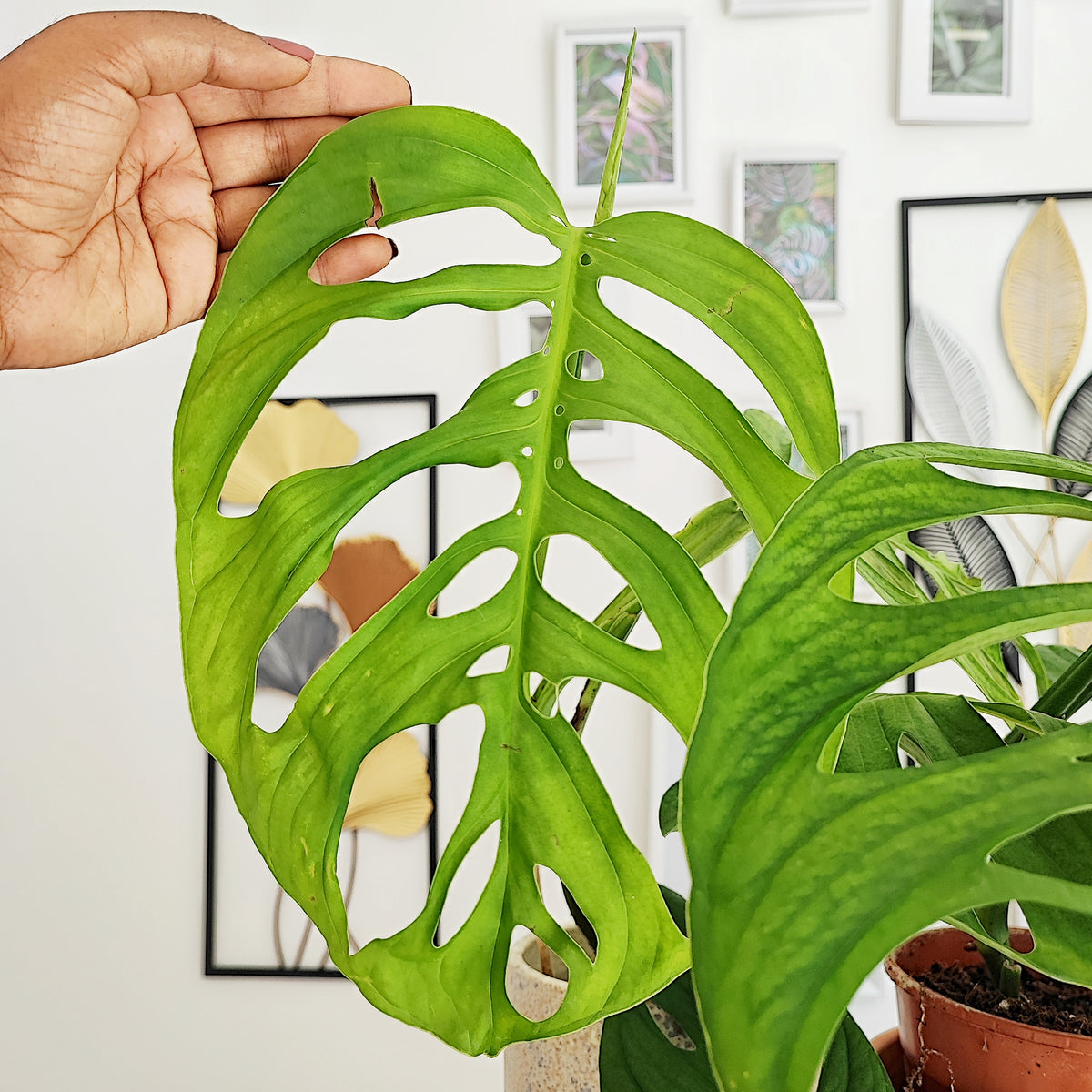 Monstera esqueleto XL bouture monjungle
