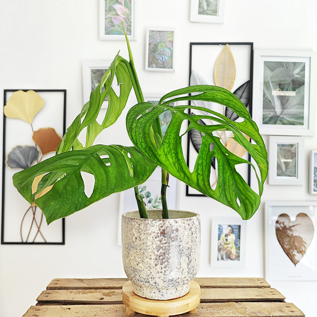 Monstera esqueleto XL bouture monjungle